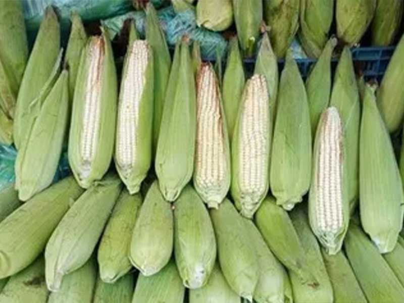 Panel sobre maíz transgénico: ¿qué pasa si México pierde bajo el T-MEC?