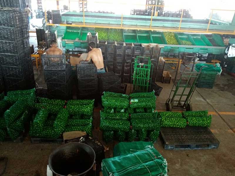 Limoneros de Apatzingán resisten contra extorsión del crimen organizado