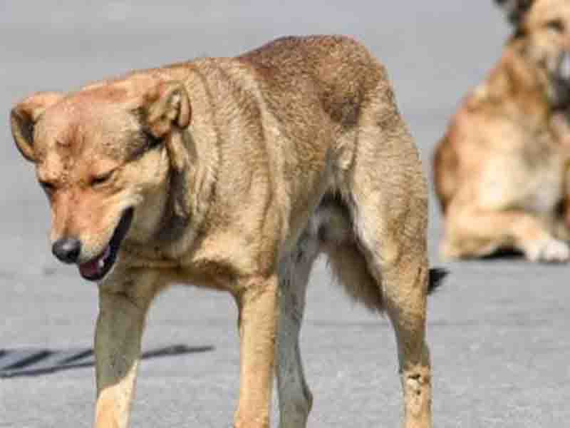 ¿Cuáles son las sanciones por maltrato animal en el Estado de México?